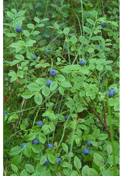 3 Adet Mavi Yaban Mersini Meyve Fidanı 50-60cm