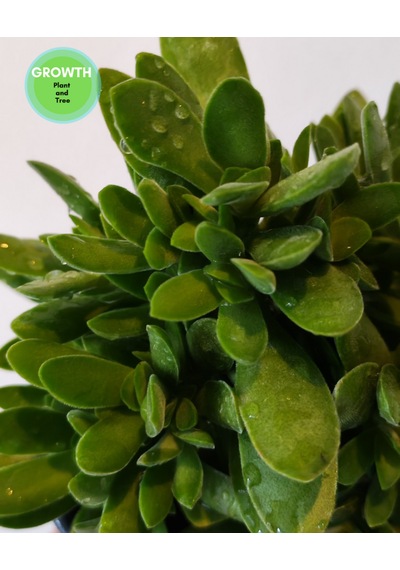 Crassula Money Maker 1 Adet