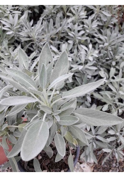 Adaçayı Salvia Officinalis Adaçayı 5 Adet