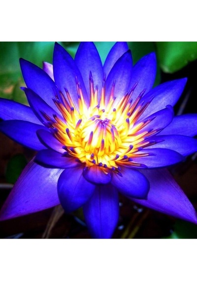 Mavi Lotus Çiçeği Tohumu & Nelumbo Tropikal Çiçek Tohumları 2 Adet Tohum