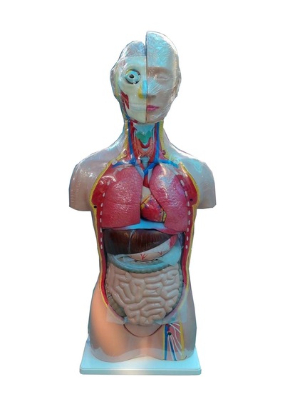 İnsan Vücudu Modeli Torso 85cm 26 Parça Cinsiyetsiz Tam Boy Gerçekçi Renkler Kaideli