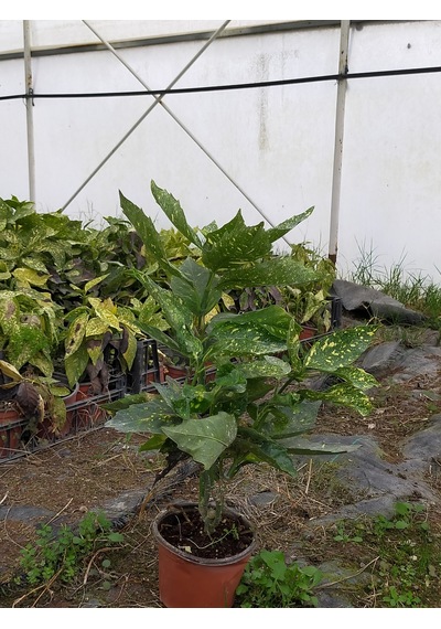 2 Yaş Aucuba Japonica Akuba Lekeli Defne Fidanı