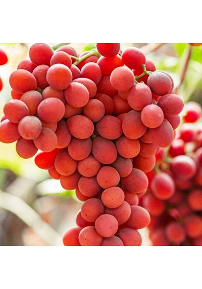 4 Yaş Crimson Seedles Üzüm Fidanı