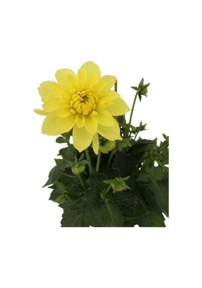 Sarı Yıldız Çiçeği Dalya Bitkisi 1 Adet Saksılı/ Tüplü 20-40cm Bahçe Bitkisi Dahlia