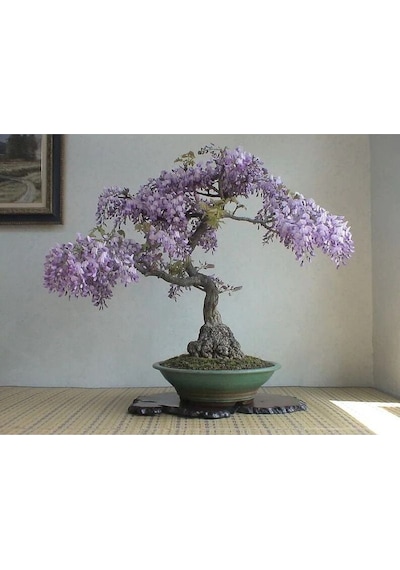 5 Adet Purple Rain Wisteria Living Room Bonsai Tohumu