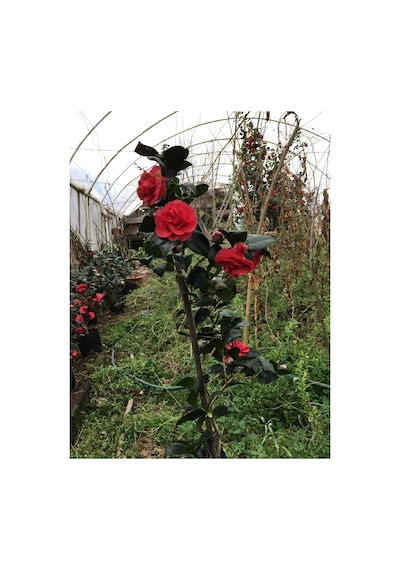 Kırmızı Kamelya 45--60 Cm Tüplü