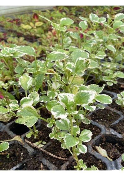 Alacalı Aromatik Kokulu Plectranthus Forsteri Çiçeği 10-20cm