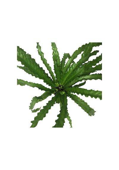Asplenium Antiquum 'Osaka' (Eğrelti Otu) Ø12 CM Y25-30 CM