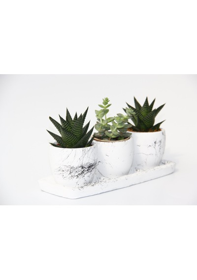 Trio Beyaz Sukulent Seti - Haworthia. Crassula Perforata