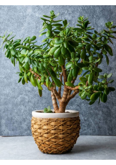 Videolu Para Ağacı Bitkisi 40 60 Cm 1 Adet Saksılı Iç Mekan Bitkisi Crassula
