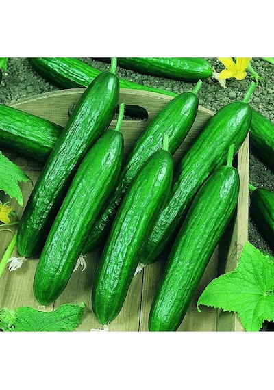 Salatalık Tohumu 35 Adet