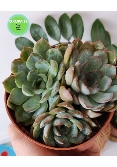 Echeveria Pink Edge 1 Adet