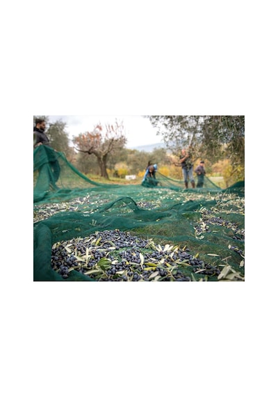 6x8 Metre Zeytin Sergisi Zeytin Toplama Filesi Fındık Fıstık Örtüsü Gölgelik Dut Meyve Sergisi Taban Örtü