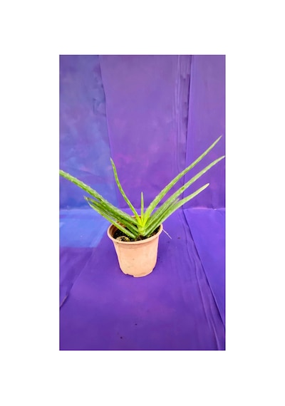 Aloe Vera Canlı Bitki