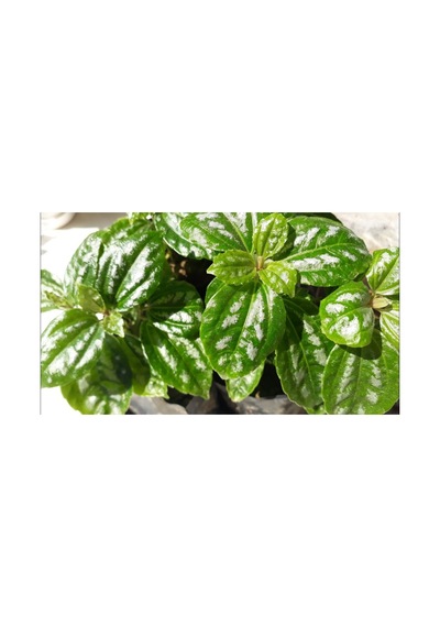 Sarı Yeşil Yaprak Güzeli Fidanı Benjamin 10-20 Cm