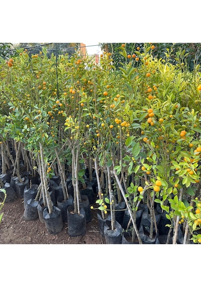 Yenilebilir Bol Meyveli Mini Süs Mandalina Fidanı, 130 Cm Üzeri Tüplü Ve Aşılı