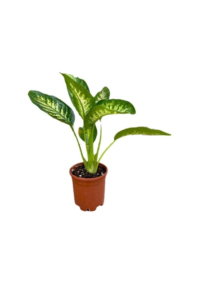 Videolu Difenbahya Bitkisi 1 Adet Saksılı 30-50 Cm Salon Bitkisi Dieffenbachia Tropical Snow