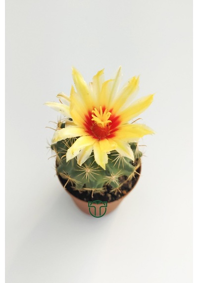Thelocactus İdeas Çiçek Açan Kaktüs 5.5 Cm Saksıda