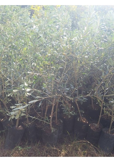 Sofralık Gemlik Zeytin Fidanı 1 Adet Tüplü 40-60cm Bol Verimli
