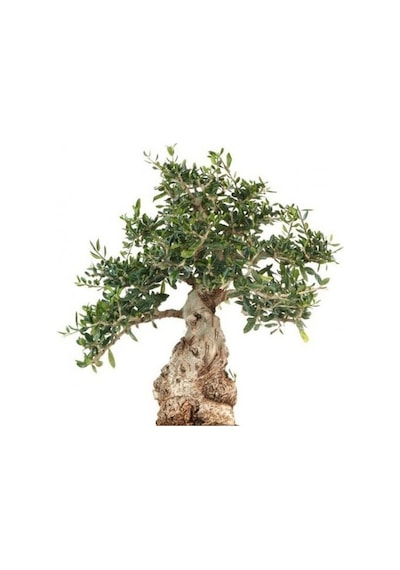 Bonsai Zeytin Olea Europeana Macro Bonsai 3 Adet