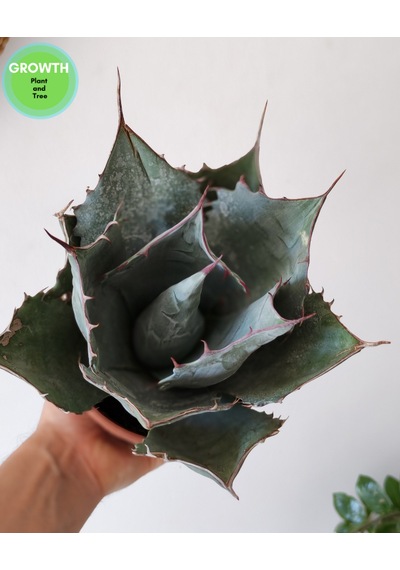 Agave Parryi Turancata 1 Adet