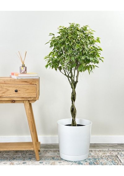Ficus Benjamin Alacalı - Tijli Form 40- 60 cm