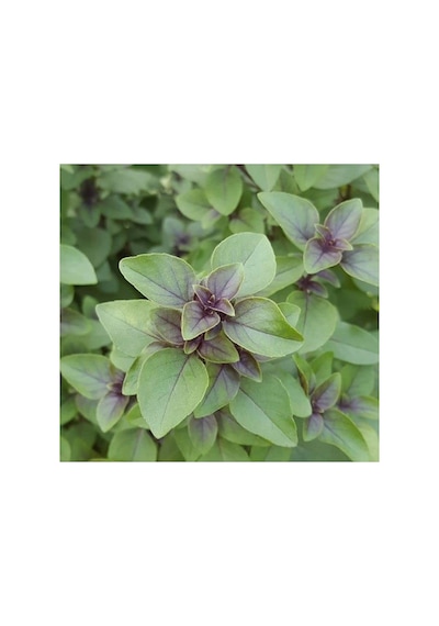 Tarçın Aromalı Fesleğen Tohumu - Özel Seri