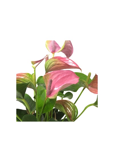 Anthurium Andraeanum 'Pink' (Flamingo Çiçeği) Ø12 CM Y30-35 CM