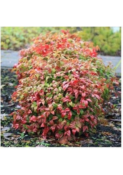 Cennet Bambusu 3 Adet - Nandina Domestica