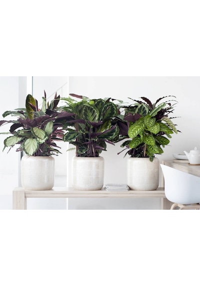 Dua Çiçeği Calathea Makoyana -  5892