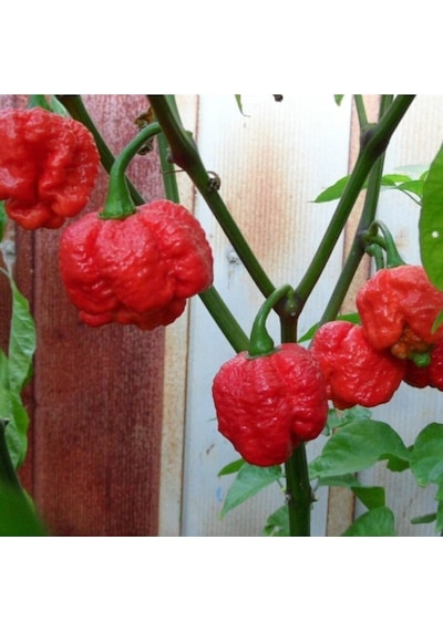 Trınıdat Moruga Scorpıon Tohumu