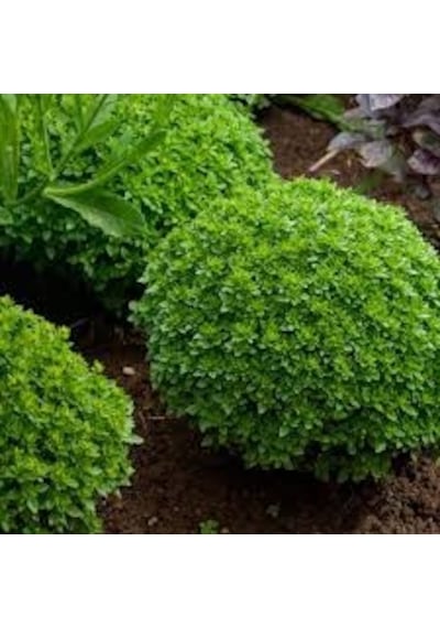 70 Adet Tohum Reyhan Çiçeği Tohumu Top Reyhan Çiçeği Saksı Top
