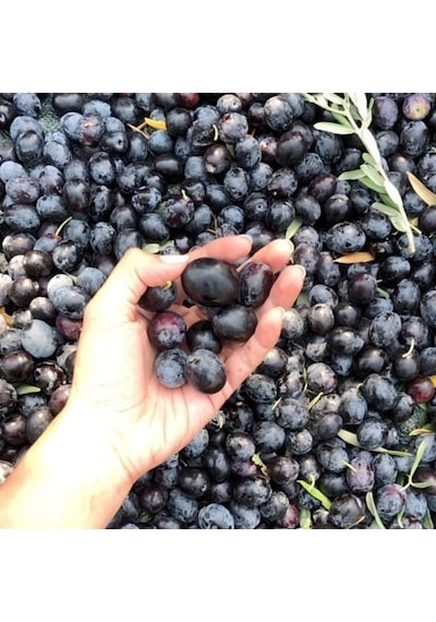 Tüplü Salamuralık Gemlik Zeytin Fidanı