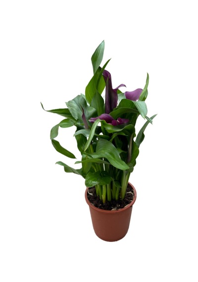 Calla Lilly (4'lü Set) (Gala Çiçeği) Ø12 CM Y35-40 CM
