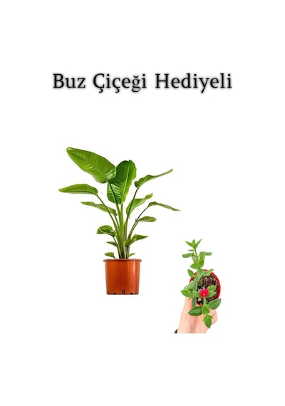 Hediyelik Starliçe Cennet Çiçeği Bitkisi Sevgililer Gününe Özel Buz Çiçeği Hediyeli