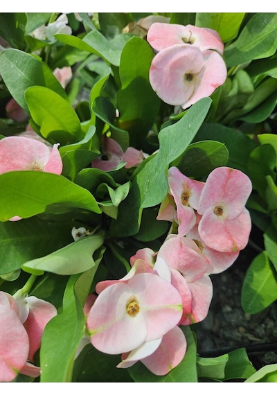 Tayland Milii - Dikenler Tacı İri Açık Pembe Çiçek Açan Bitki Boyu 5-7 Cm'dir 5.5cm Saksılı