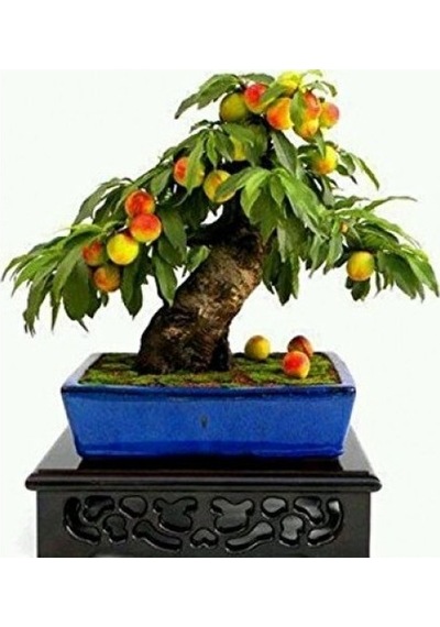 Şeftali Bonzai Ağacı Tohumu 1 Tohum + Bonsai Tohumu