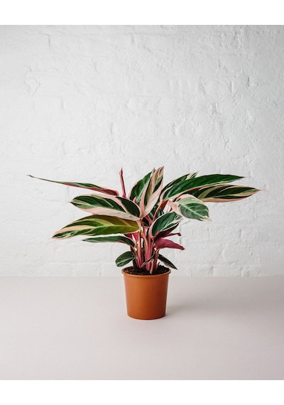 Üç Renkli Kaletya (Calathea Triostar)