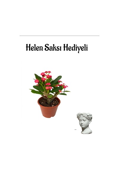 Kadınlar Gününe Özel Kırmızı Renk Milii Dikenler Tacı Çiçeği Helen Saksı Hediyeli