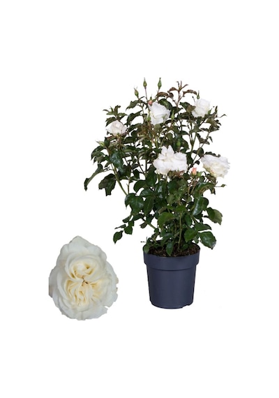 Mis Kokulu Canlı Beyaz Renk Gül 30-40cm+ Yeşim Çiçeği Hediye