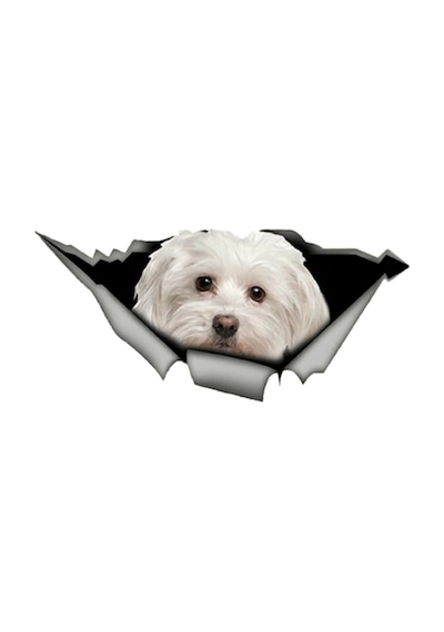 Sevimli Maltese Cinsi Köpek Araba Sticker Yapıştırması Model6