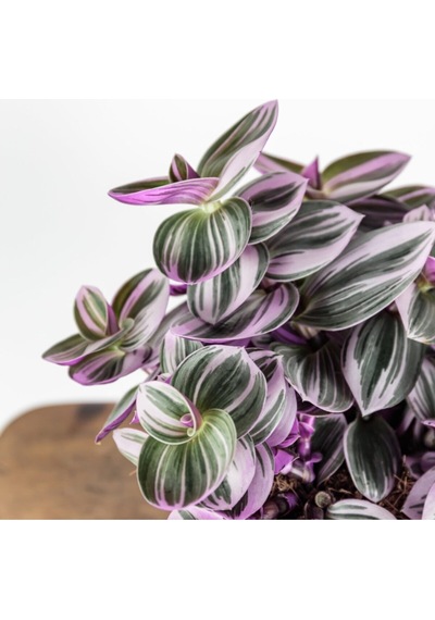Telgraf Çiçeği Tradescantia Nanouk