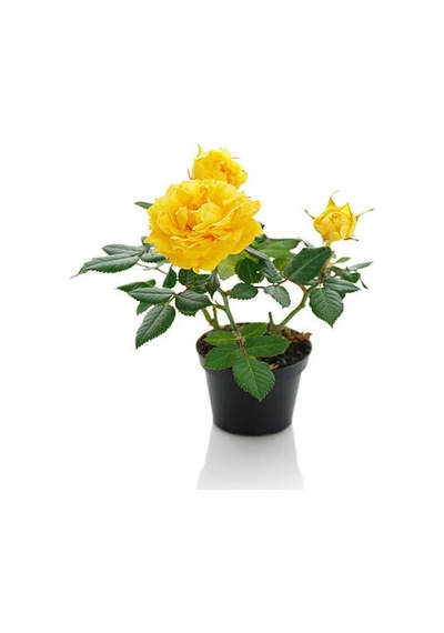 Yoğun Kokulu Itır Çiçeği+ Sarı Gül Fidanı Saksılı 15-25 Cm Dış Mekan Bitkileri
