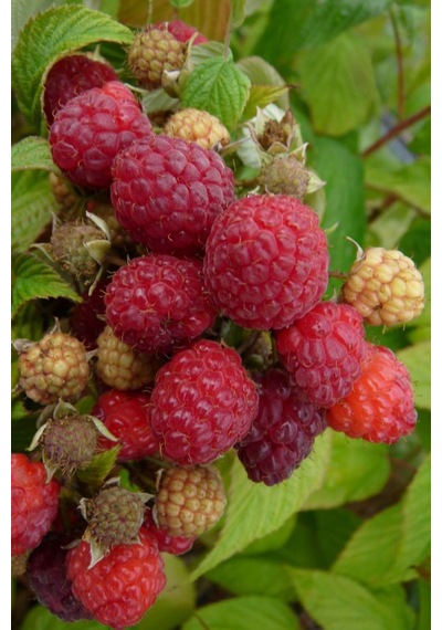 3 Lü Ahududu Fidanı Seti 1 Yaşında Rubus İdaeus Bahçeniz İçin