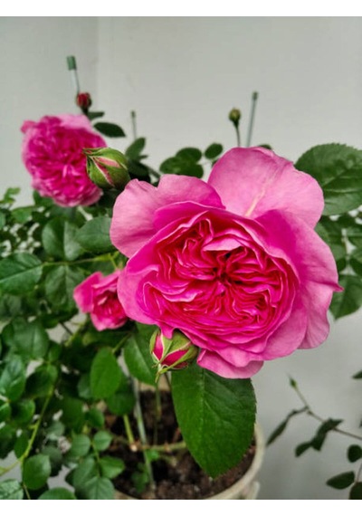 Videolu Yediveren Gül Fidanı 10-15 Cm Saksılı Pembe Renkli Aşılı Gül Pink Rose