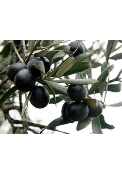 Tüplü Gemlik Trilye Zeytin Fidanı 50-80 Cm