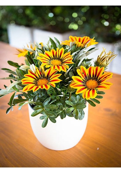 Sarı-turuncu Renk Gazanya Çiçeği 1 Adet Saksılı/tüplü 15-25cm Çiçekli Balon Bitkisi