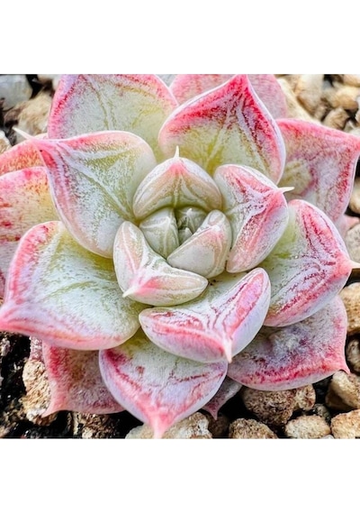 10 Adet Echeveria Shadow Succulent Tohumu