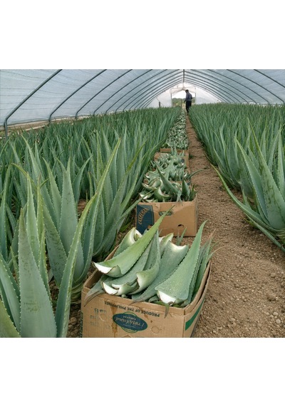 Taze Aloe Vera Yaprağı 2 Kg - Aloe Vera Jel İçerir Sarı Sabır