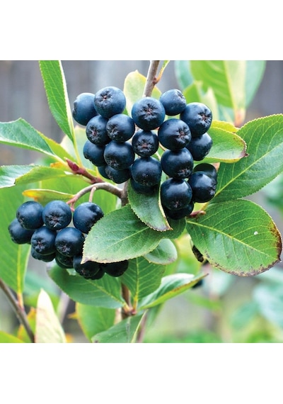 Aronia Aronya Ağacı Meyveli Fidanı Tüplü